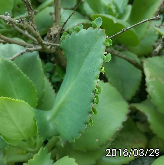 大葉不死鳥、寬葉不死鳥的葉 leaves and seedlings of Bryophyllum daigremontianum, mother-of-millions, mother-of-thousands, alligator plant, or Mexican hat plant 